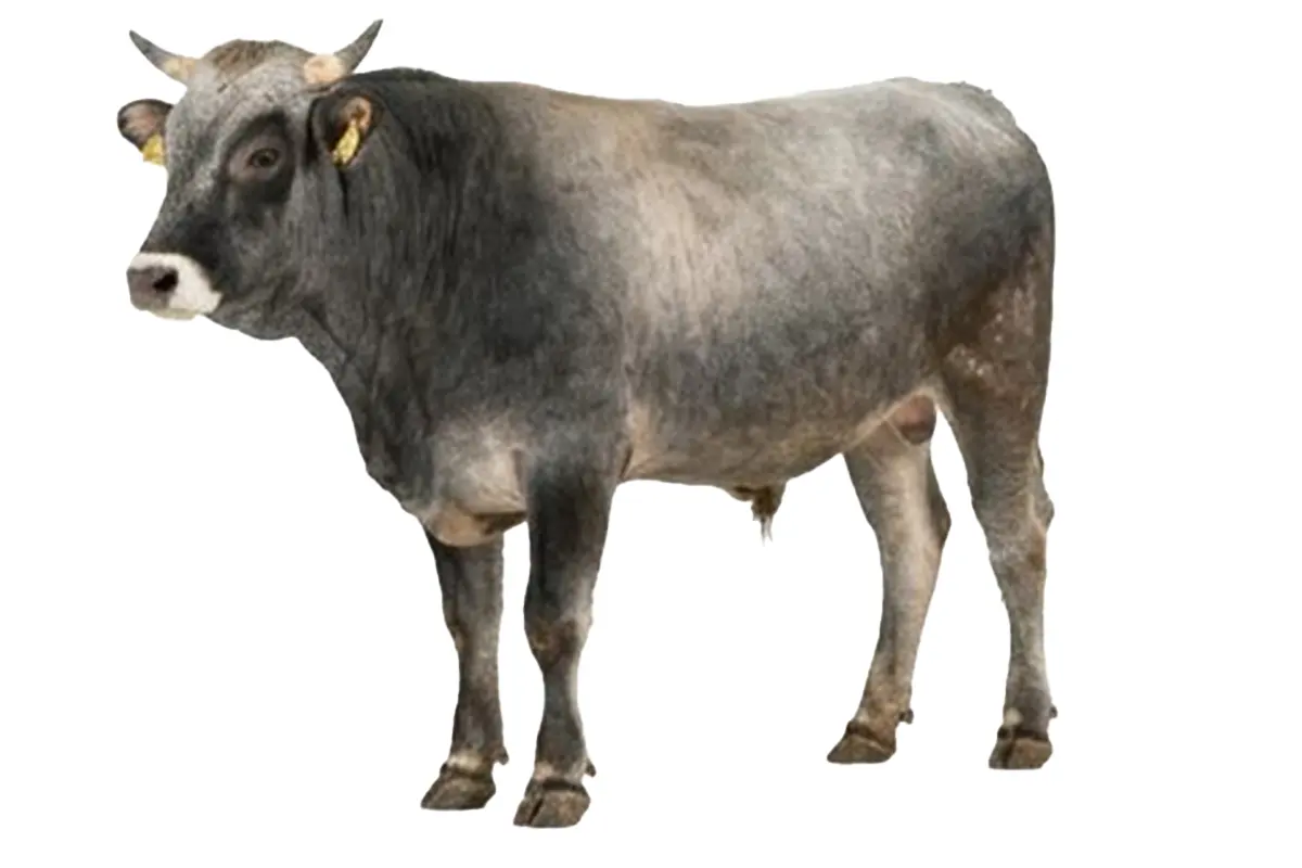 4 kişilik dana (CA 350kg) 160.000 ₺