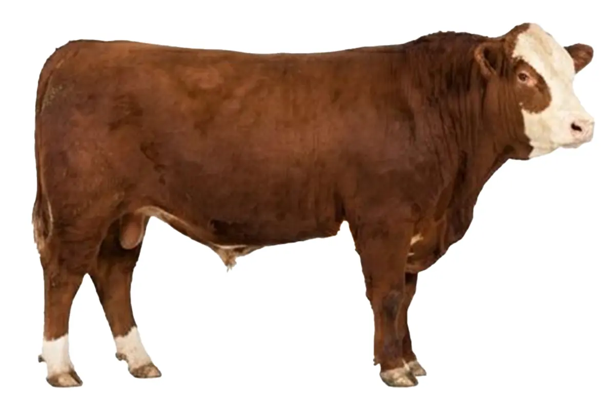 5 kişilik dana (CA 420kg) 190.000 ₺