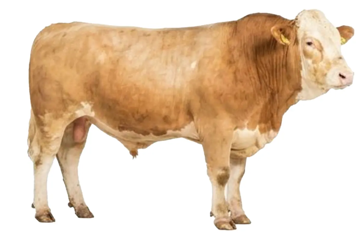 6 kişilik dana (CA 490kg) 220.000 ₺