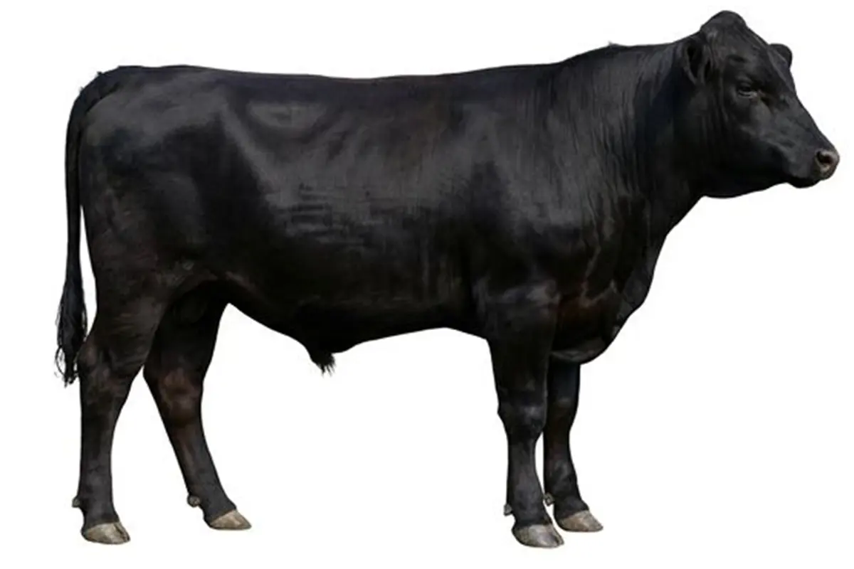 Dana  35-40kg 35.000 ₺