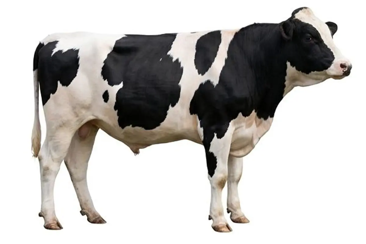 Dana 45-50kg 44.000 ₺