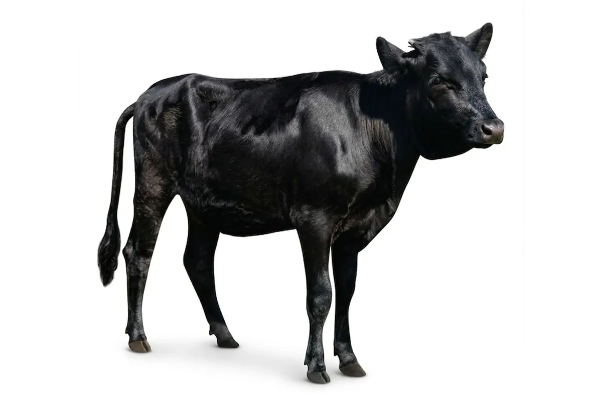 Düve 30-35kg 30.000 ₺