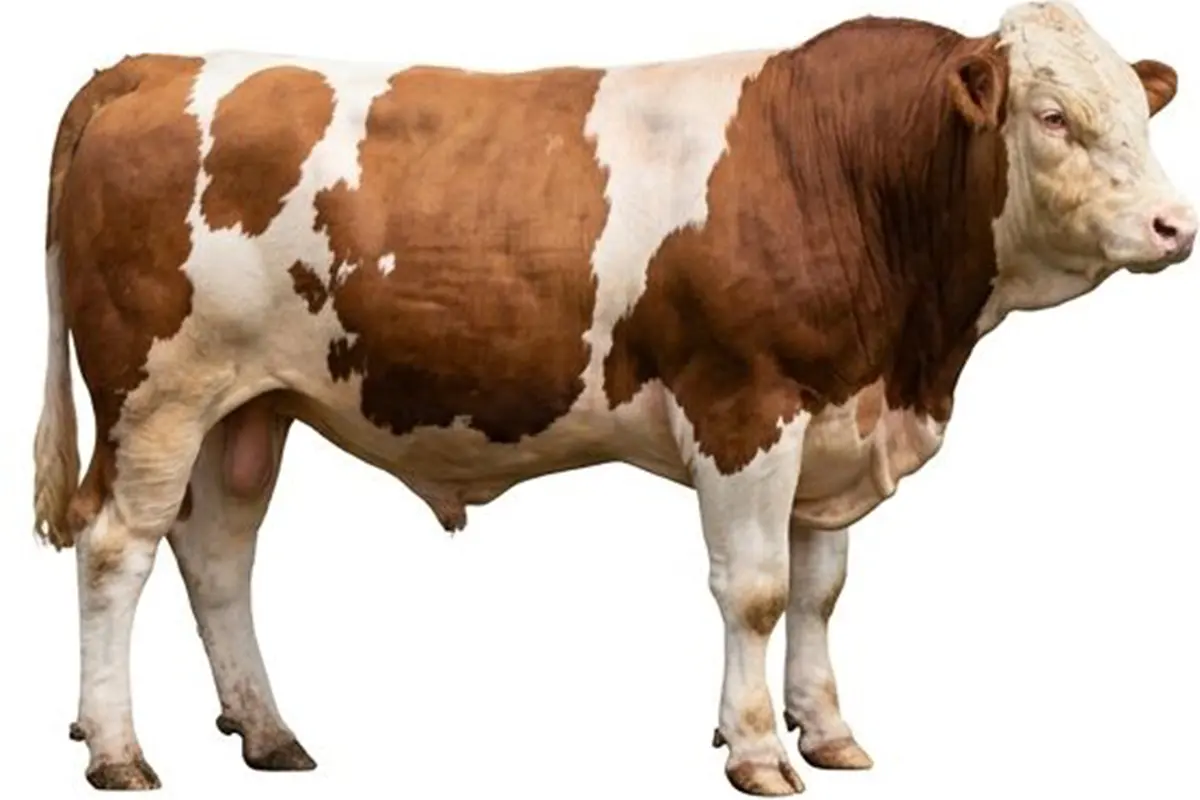 Dana 55-60kg 52.000 ₺